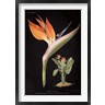 Wild Apple Portfolio - Strelitzia Reginoe on Black (R877963-AEAEAGOFDM)