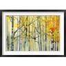 Paul Bailey - Autumn Birches (R879156-AEAEAGOFDM)