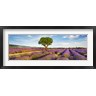 Frank Krahmer - Lavender Field And Almond Tree, Provence, France (R880748-AEAEAGOFDM)