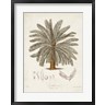 Elizabeth Twining - Antique Tropical Palm I (R883111-AEAEAGOFLM)