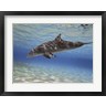 Amanda Nicholls/Stocktrek Images - Bottlenose dolphin swimming the Barrier Reef, Grand Cayman (R885076-AEAEAGOFDM)