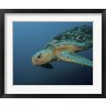 Brent Barnes/Stocktrek Images - Loggerhead Sea Turtle off the coast of North Carolina (R885562-AEAEAGOFDM)