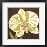 Judy Shelby - Surabaya Orchid Petites A (R894183-AEAEAGOFDM)