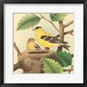 John Gould - Goldfinch & Warbler A (R894185-AEAEAGOFDM)