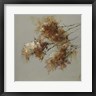 Anne Farrall - Rusty Spring Blossoms II (R894600-AEAEAGOFLM)