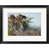 Maresa Pryor / Danita Delimont - Great Blue Heron chicks in nest looking for bugs, Florida (R897902-AEAEAGOFDM)