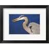 Michel Hersen / Danita Delimont - Great Blue Heron bird, Commonwealth Lake Park, Beaverton, Oregon (R897909-AEAEAGOFDM)