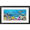 Pangea Images - Sea Turtle and fish, Maldivian Coral Reef (R898840-AEAEAGOFDM)