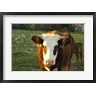 Susan Pease / Danita Delimont - New Hampshire, Farm Animal, Autumn (R899711-AEAEAGOFDM)