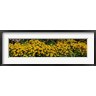 Panoramic Images - Black-eyed-Susan (Rudbeckia Hirta) in Bloom, Michigan (R899901-AEAEAGOFDM)