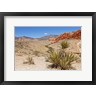Panoramic Images - Cactus, Red Rock Canyon National Conservation Area,  Las Vegas, Nevada (R899994-AEAEAGOFDM)