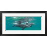 Panoramic Images - Two Bottle-Nosed Dolphins Swimming in Sea, Sodwana Bay, South Africa (R900063-AEAEAGOFDM)