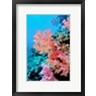 Bradley Ireland / Danita Delimont - Colorful Sea Fans and other Corals, Fiji, Oceania (R901568-AEAEAGOFDM)