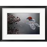 Ellen van Deelen - Ladybird On Hydrangea (R906542-AEAEAGOFDM)