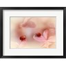 Ellen van Deelen - Ladybirds On Pink Hydrangea (R906575-AEAEAGOFDM)