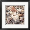 Kathy Mansfield - Shell Collection II (R910949-AEAEAGOFDM)