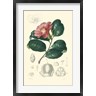 N. Charles D'Orbigny - Floral Botanique II (R917335-AEAEAGOFLM)