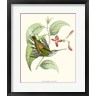 Mulsant & Verreaux - Hummingbird & Bloom III (R917700-AEAEAGOFLM)