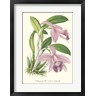 Stroobant - Lavender Orchids II (R917771-AEAEAGOFLM)