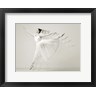 Haute Photo Collection - Leaping Beauty (R937984-AEAEAGOFDM)