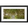 Pangea Images - The Dark Hedges, Ireland (R938012-AEAEAGOFDM)