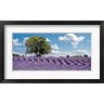 Pangea Images - Lavender Field in Provence, France (R938015-AEAEAGOFDM)