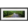 Panoramic Images - River Passing through a Forest, Pigeon River, Cherokee National Forest, Tennessee (R938393-AEAEAGOFDM)