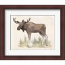 Beth Grove - Wilderness Collection Moose (R951904-AEAEAGLFGM)