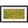 Frank Krahmer - Sunflower field, France (R958661-AEAEAGOFDM)