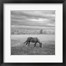 Chip Forelli - Lone Horse (R965509-AEAEAGOFDM)