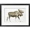 James Wiens - Dark Moose on Wood Crop (R968838-AEAEAGOFDM)