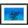 Panoramic Images - Dolphins Wwimming in Pacific Ocean, Hawaii (R972050-AEAEAGOFDM)