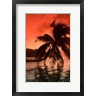Panoramic Images - Palm Trees at Sunset, Moorea, Tahiti, French Polynesia (R972164-AEAEAGOFDM)