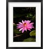 Panoramic Images - Close-up of Water Lily Flower in a Pond, Tahiti, French Polynesia (R972165-AEAEAGOFDM)