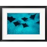 Panoramic Images - Eagle Rays Swimming in the Pacific Ocean, Tahiti, French Polynesia (R972167-AEAEAGOFDM)