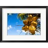 Panoramic Images - Coconuts Hanging on a Tree, Bora Bora, French Polynesia (R972168-AEAEAGOFDM)
