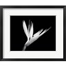 Panoramic Images - Still-life  of a Bird of Paradise Flower (BW) (R972212-AEAEAGOFDM)