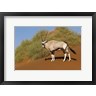 Ellen Goff / Danita Delimont - Oryx, Namib-Naukluft National Park, Namibia (R977214-AEAEAGOFDM)
