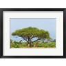 Keren Su / Danita Delimont - Giraffes Under an Acacia Tree on the Savanna, Uganda (R977248-AEAEAGOFDM)
