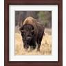 Larry McFerrin - Bull Bison (R980342-AEAEAGLFGM)
