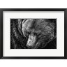 Duncan - The Grizzly Close Up Black & White (R981902-AEAEAGOFDM)