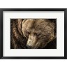 Duncan - The Grizzly Close Up (R981903-AEAEAGOFDM)