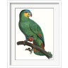 Jacques Barraband - Parrot of the Tropics I (R985510-AEAEAGMFF8)