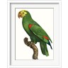 Jacques Barraband - Parrot of the Tropics III (R985512-AEAEAGMFF8)