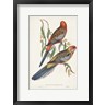 John Gould - Tropical Parrots II (R986557-AEAEAGOFDM)
