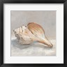 Ethan Harper - Impressionist Shell Study III (R991022-AEAEAGOFDM)
