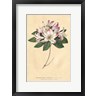 Wild Apple Portfolio - Rhododendron Vintage (R991649-AEAEAGOFDM)