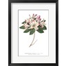 Wild Apple Portfolio - Rhododendron Bright (R991668-AEAEAGOFDM)