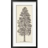 Melissa Wang - Pacific Northwest Tree Sketch III (R993419-AEAEAGOFDM)