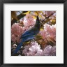 Collin Bogle - Steller's Blossoms (R995260-AEAEAGOFDM)